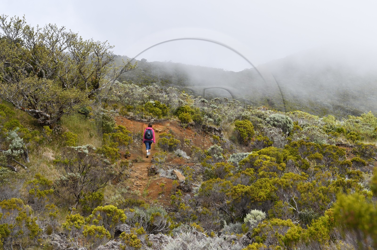 France, Reunion island (French overseas department), Reunion National Park listed as World heritage by UNESCO, on the slopes of the Piton de la Fournaise volcano, trail hike between Piton Textor and Piton Argamasse