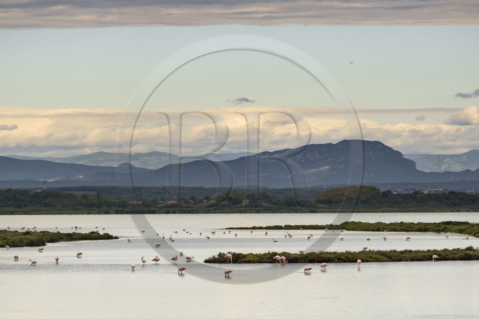 France, Herault, Carnon, pink flamingos on the Etang de l'Or and the Pic Saint-Loup in the background