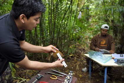 Nicaragua, département de Granada, Réserve naturelle du volcan Mombacho, le biologiste Roger Mendieta de l'ONG fondation Cocibolca mesurant une Grive des bois (Hylocichla mustelina) pour observation