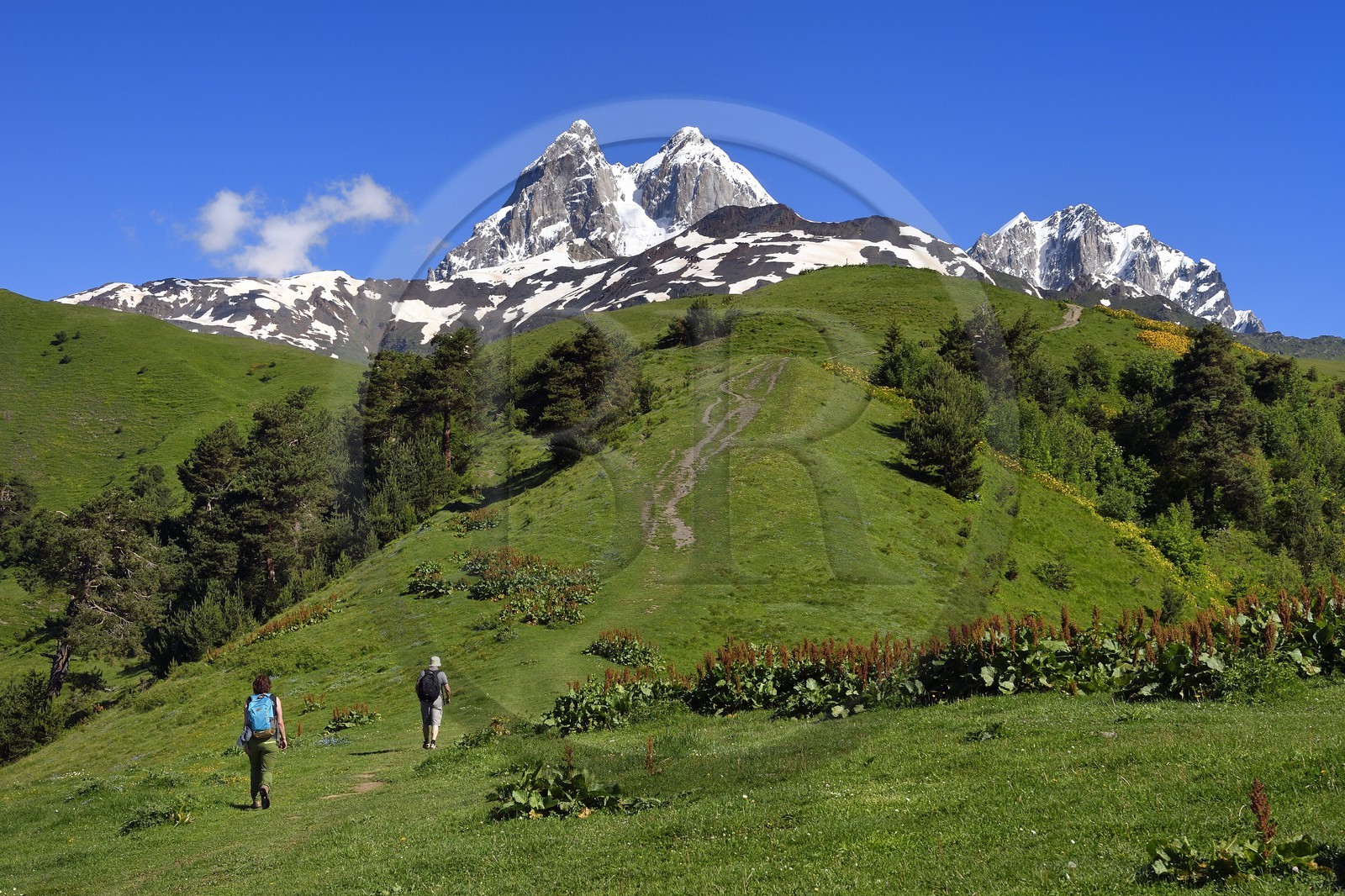 Géorgie, Haute Svanétie (Zemo Svaneti), Mestia, randonneurs vers Guli pass sur les contrefort du mont Ouchba (Ushba) que l'on aperçoit en arrière plan à gauche