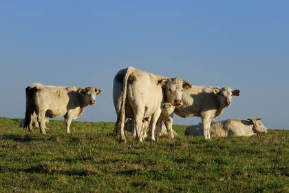 France, Seine-Maritime (76), Pays de Caux, Côte d'Albâtre, Sotteville-sur-Mer, vaches normandes dans un pré