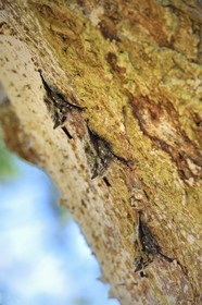 Nicaragua, Ile d'Ometepe réserve mondiale de Biosphère sur le lac Nicaragua, marais le long du Rio Istian, chauve-souris à long nez (Rhynchonycteris naso)