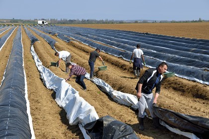 France, Bas Rhin, Fessenheim-Le-Bas, harvest of white asparagus in a field of the Weckel Farm