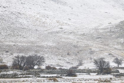 Turkey, Central Anatolia, Aksaray Province, Cappadocia, Guzelyurt, Sheep flock and shepherd under the snow
