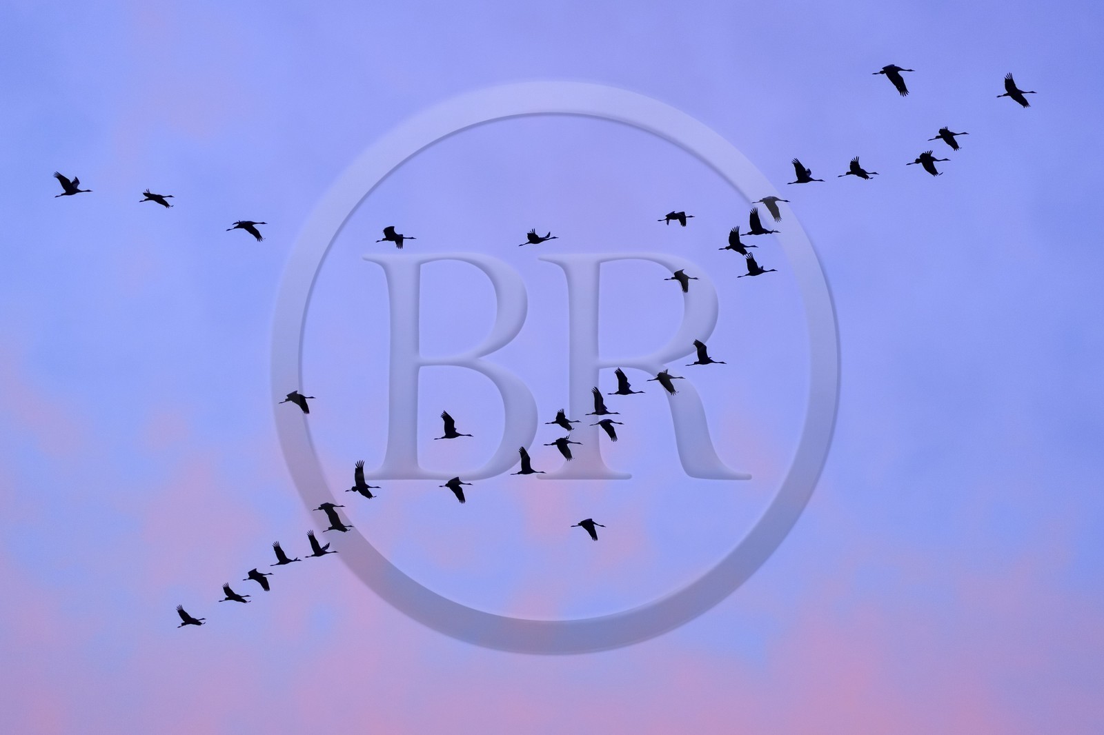 France, Indre, Berry, Parc Naturel Regional de la Brenne (Natural Regional Park of La Brenne), Rosnay, Red Sea pond (etang de la Mer Rouge), Common Crane (Grus grus), flight at sunset