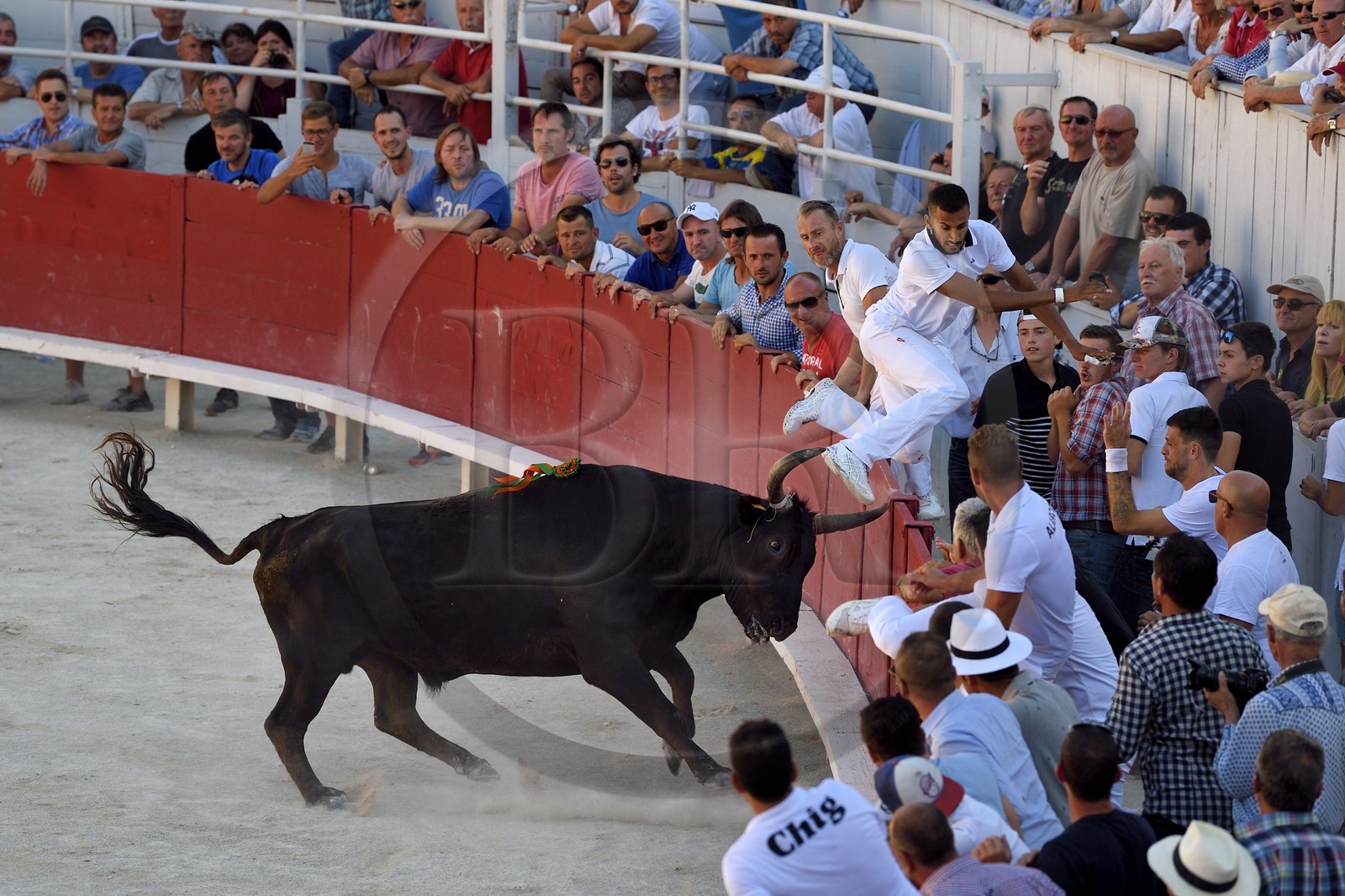France, Bouches du Rhone, Arles, the course camarguaise of the Cocarde d'Or at the Arenas