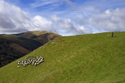 France, Pyrenees Atlantiques, Basque Country, Camino de Santiago (the Way of St. James) on the GR 65 between Saint Jean Pied de Port and Roncesvalles towards the Bentarte Pass, shepherd and his manech blackhead sheep flock on the slopes of the Leizar Atheka
