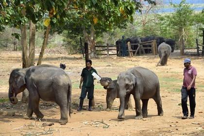 Sri Lanka, province de Sabaragamuwa, Parc national d'Uda Walawe (Udawalawe National Park), Elephant Transit Home, jeunes éléphants d'Asie (Elephas maximus) orphelins nourris au lait par leurs gardiens