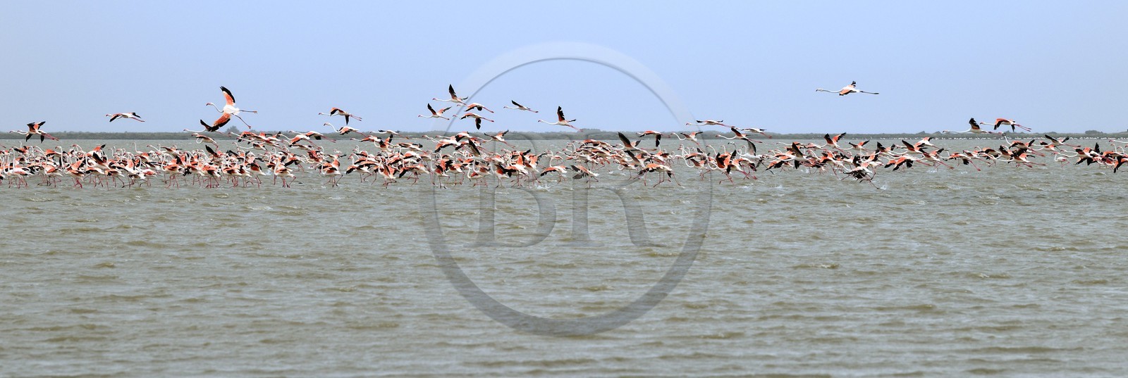 France, Bouches du Rhone, Parc naturel regional de Camargue (Regional Natural Park of Camargue), Tampan pond, flamingos (Phoenicopterus roseus)