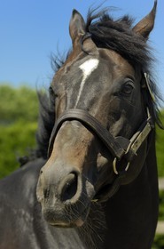 Republic of Ireland, County Kildare, Maynooth, Derrinstown Stud