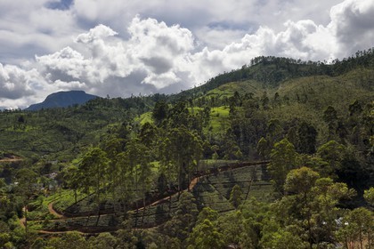 Sri Lanka, province du centre, Dalhousie, plantation de thé