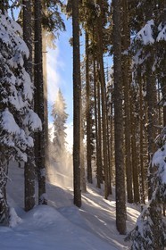 France, Haute-Savoie (74), Morzine, la vallée d'Aulps, massif du Chablais, domaine skiable des Portes du Soleil, la forêt enneigée sur le Pléney (1554m)