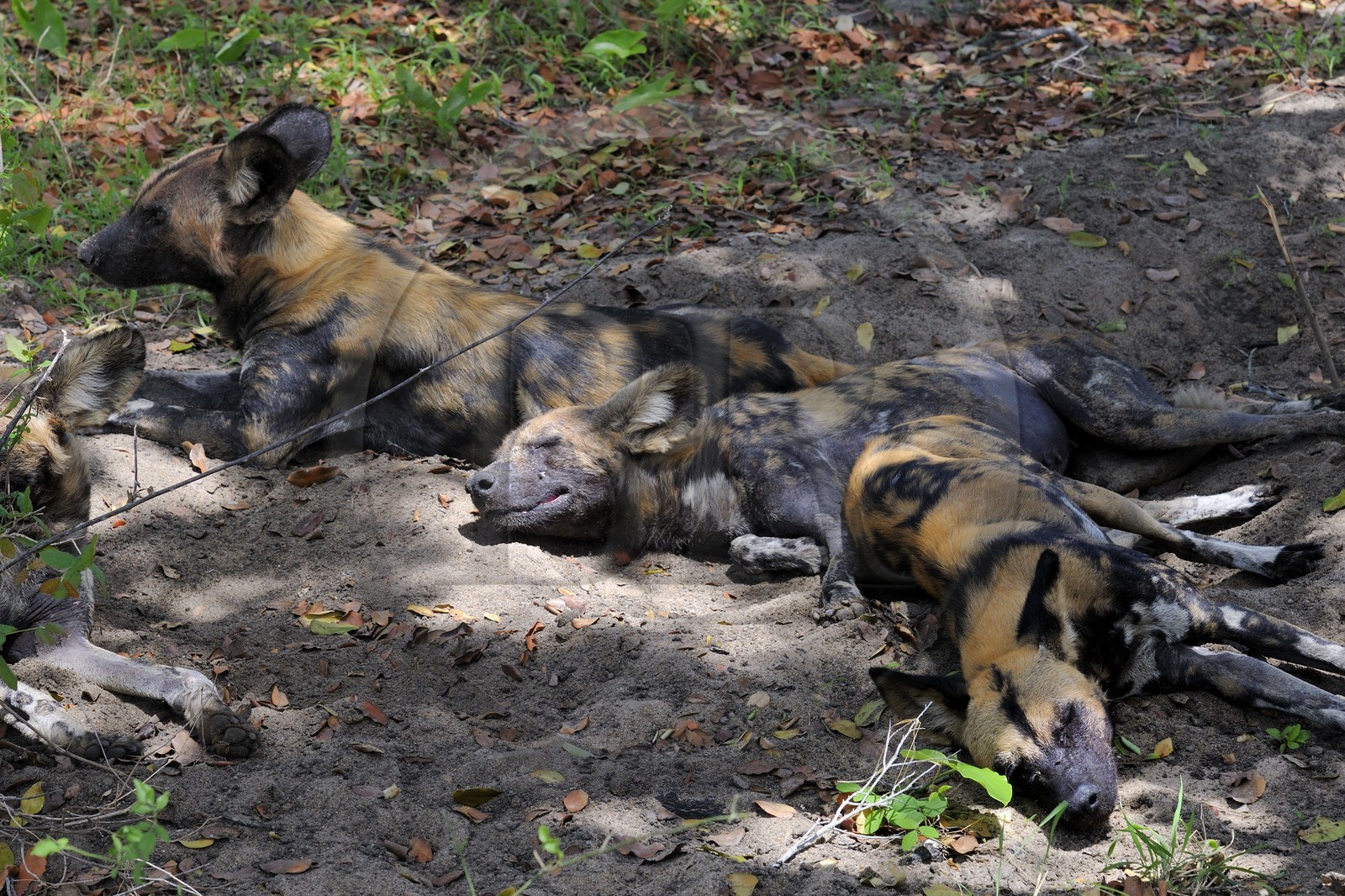 Tanzania, Selous Game Reserve is one of the largest fauna reserves of the world and designated a UNESCO World Heritage Site in 1982, The African Wild Dog, Lycaon pictus, is a large canid, it is also called the African Hunting Dog, Painted Wolf, Cape Hunting Dog, Painted Dog, Painted Hunting Dog, Spotted Dog or Ornate Wolf