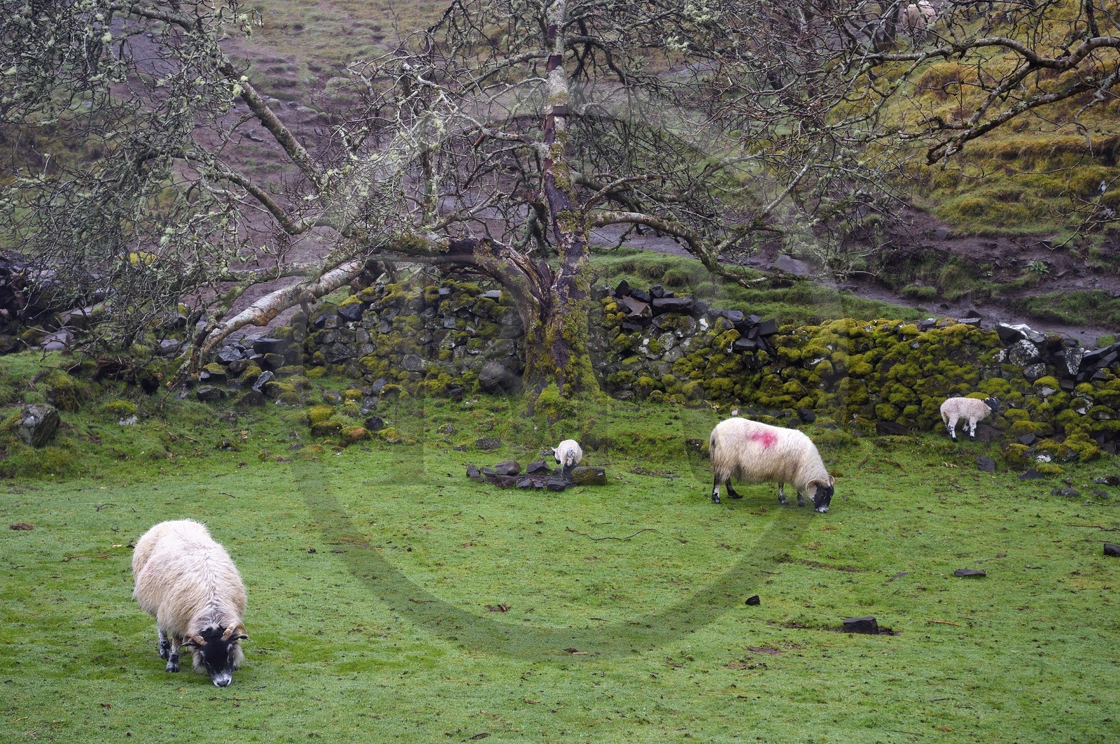 United Kingdom, Scotland, Highlands, Hebrides, Isle of Skye, Uig, the Fairy Glen on the West side of Trotternish at Balnacnoc
