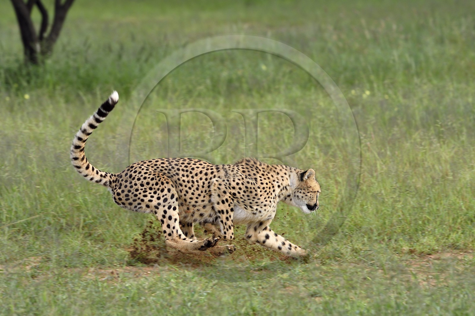 Namibia, Otjiwarongo, Cheetah Conservation Fund, research and education centre, cheetah (Acinonyx jubatus) chasing a lure to help give them exercise and keep them fit