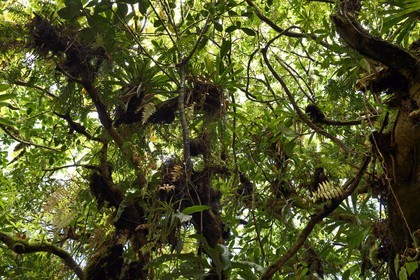 Nicaragua, département de Granada, Réserve naturelle du volcan Mombacho, Bromelia dans les branches des arbres de la forêt tropicale humide de montagne