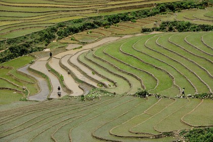 Vietnam, Lao Cai province, Sapa district, Ta Phin valley,  rice plantations in terraces by the Black Hmong minority group