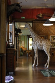 France, Paris (75), le taxidermiste Deyrolle rue du bac
