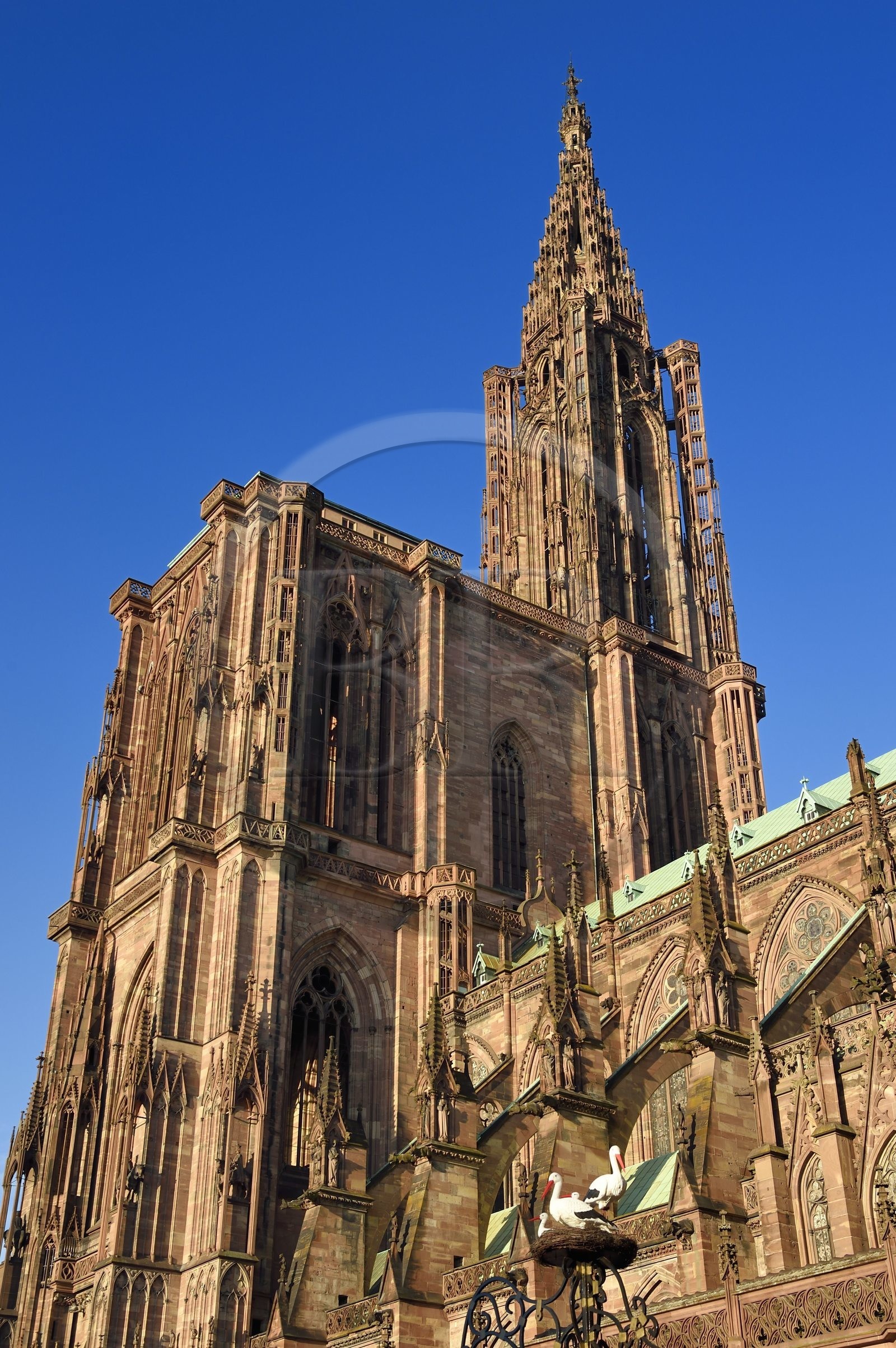 France, Bas-Rhin (67), Strasbourg, vieille ville classée au Patrimoine Mondial de l'UNESCO, la cathédrale Notre-Dame, arcs-boutants de la facade sud et nid de cigogne