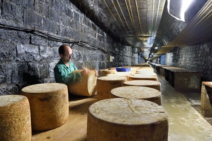 France, Cantal (15), La Chapelle-Laurent, cave d'affinage pour les fromages Marcel Charrade dans l'ancien tunnel ferroviaire de la ligne Saint-Flour - Brioude long d’un kilomètre, l'affineur Gautier Bouchet pratique le retournement des meules de fromage Cantal