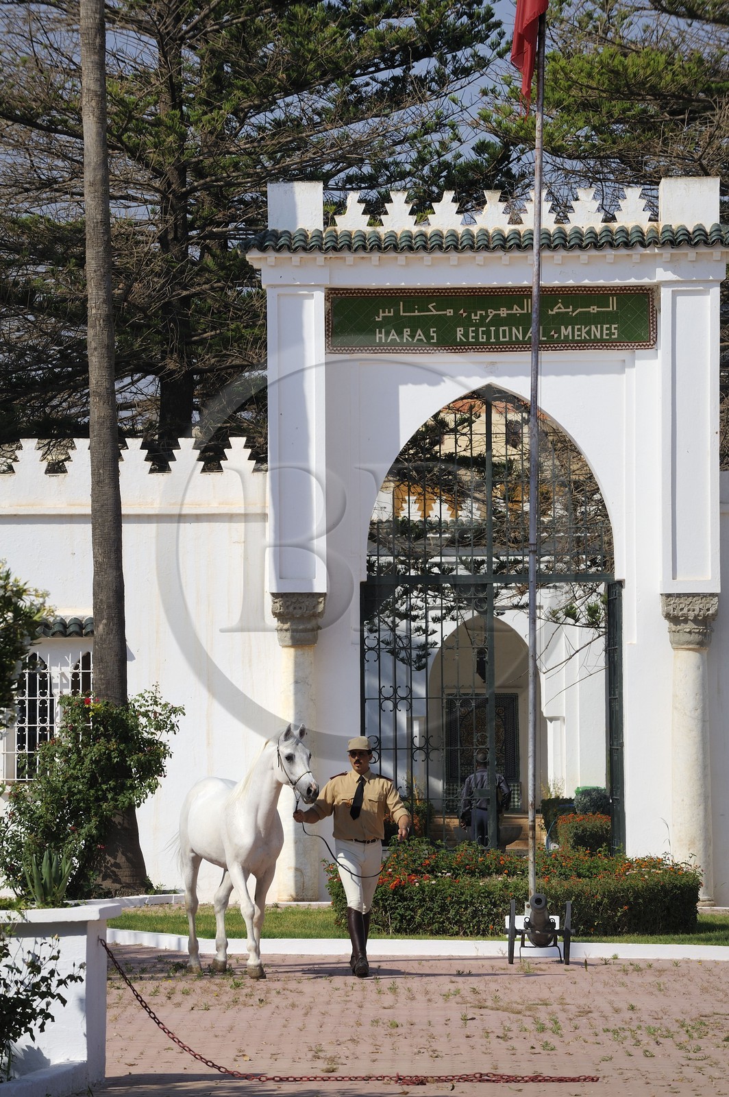 Maroc, région de Meknès-Tafilalet, haras royal de Meknès