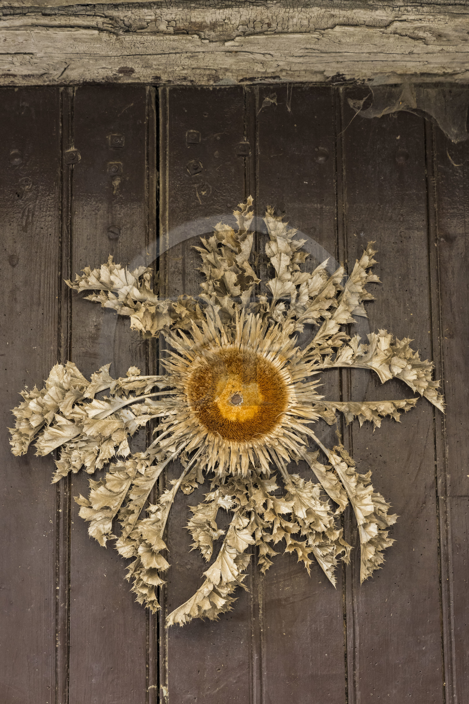 France, Aveyron (12), Causses et les Cévennes, paysage culturel de l'agro-pastoralisme méditerranéen, classés Patrimoine Mondial de l'UNESCO, Sainte-Eulalie-de-Cernon sur la route de Saint-Jacques-de-Compostelle, carline acaule ornant une porte de maison