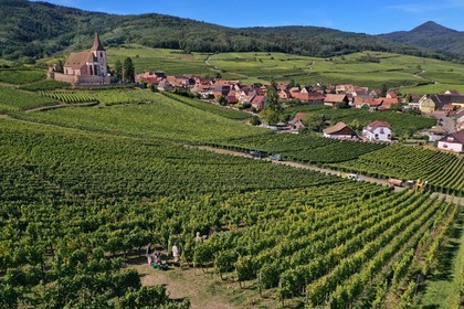 France, Haut Rhin, the Alsace Wine Route, Hunawihr, labelized the Most Beautiful Villages of France, the 14th century fortified church Saint Jacques le Majeur, harvest in the vineyards (aerial view)