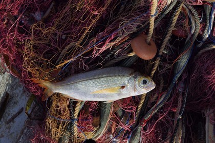 France, Var (83), Iles d'Hyères, parc national de Port Cros, Ile de Porquerolles, le quai des pêcheurs sur le port du village, la besugue