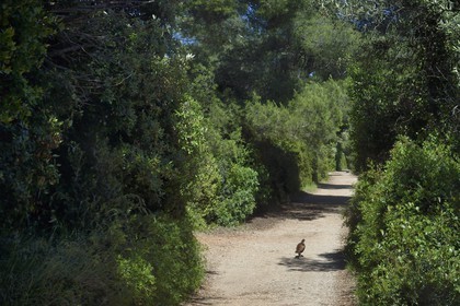 France, Alpes-Maritimes (06), Cannes, Iles de Lérins, Ile Sainte-Marguerite, faisan sur un un des chemins