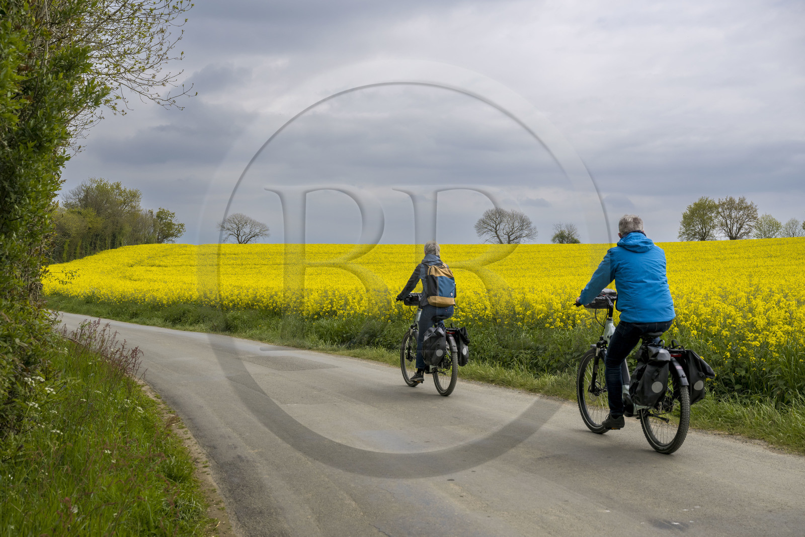 France, Vendée (85), Pouzauges, randonnée cycliste sur la piste de la véloroute Vendée Vélo Tour, un champ de colza en arrière plan