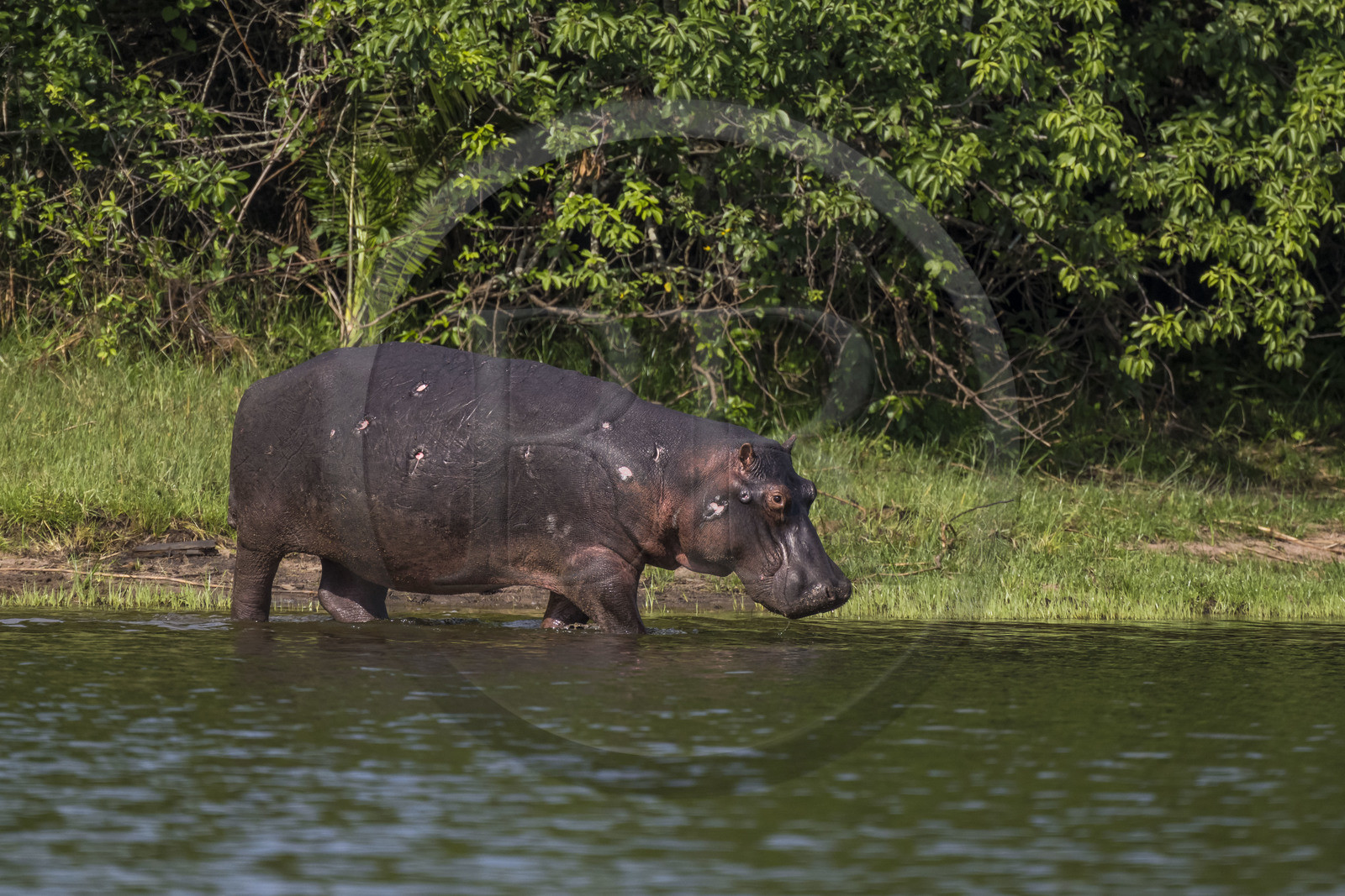 Rwanda, Akagera National Park, Lake Ihema, Hippopotamus (Hippopotamus amphibius) by the lake, you can see the wounds of his past fights