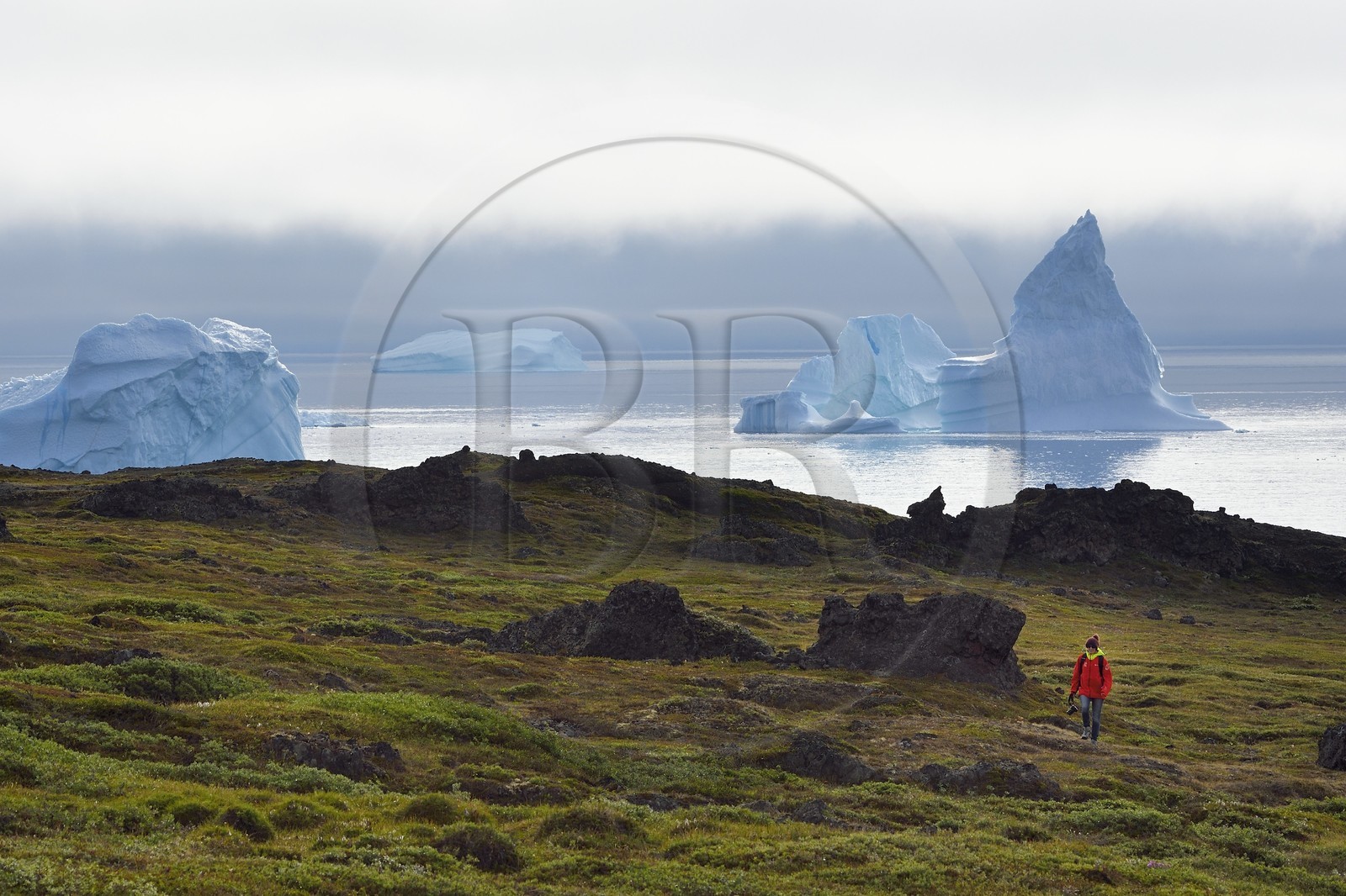Groenland, cote ouest, Ile de Disko, baie du village de Qeqertarsuaq, randonneur marchant dans la toundra et icebergs en arrière plan