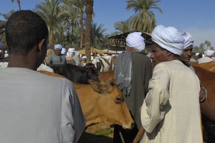 Egypte, Haute Egypte, Daraw au nord d'Assouan, marché aux vaches