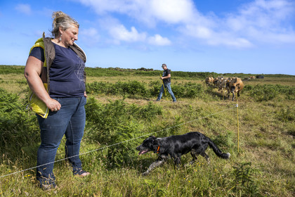 France, Finistère (29), Mer d'Iroise, Ile d'Ouessant, Thomas et Marie Richaud éleveurs de la ferme Les vaches aux 4 vents, traite en paturage mobile
