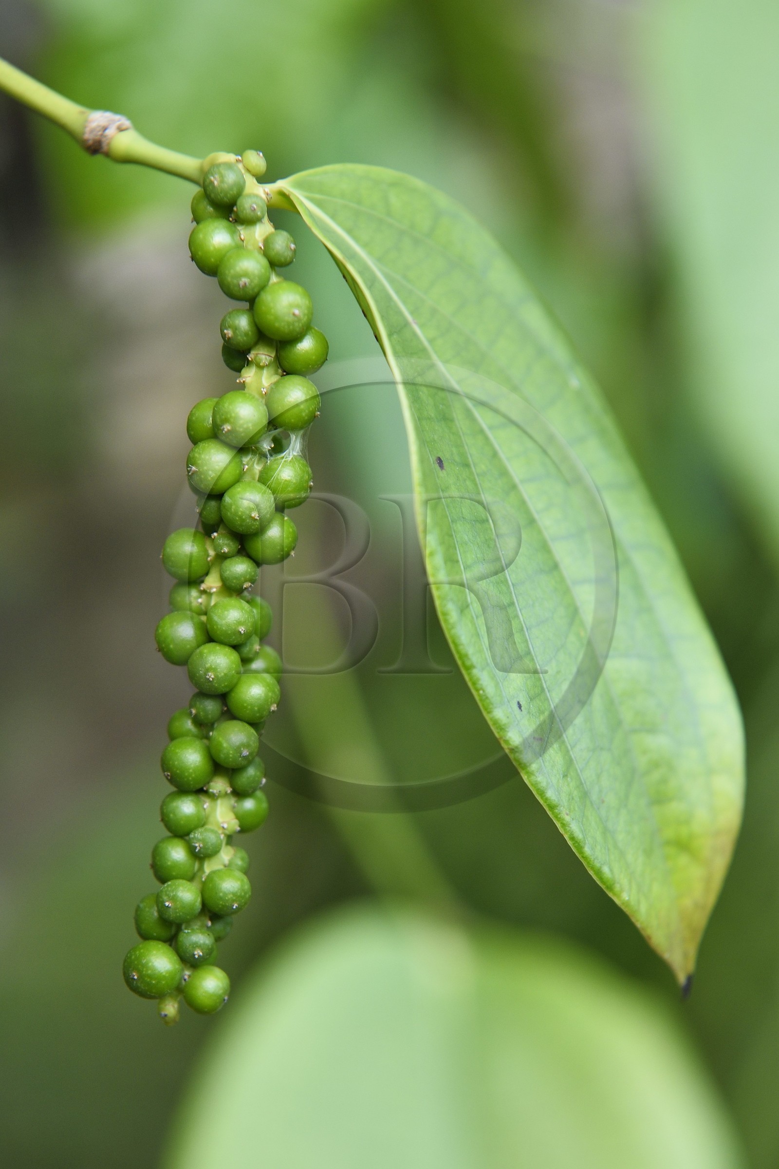 France, Reunion island (French overseas department), Petite-Ile, tropical garden, berries of black pepper still green in cluster on the pepper tree