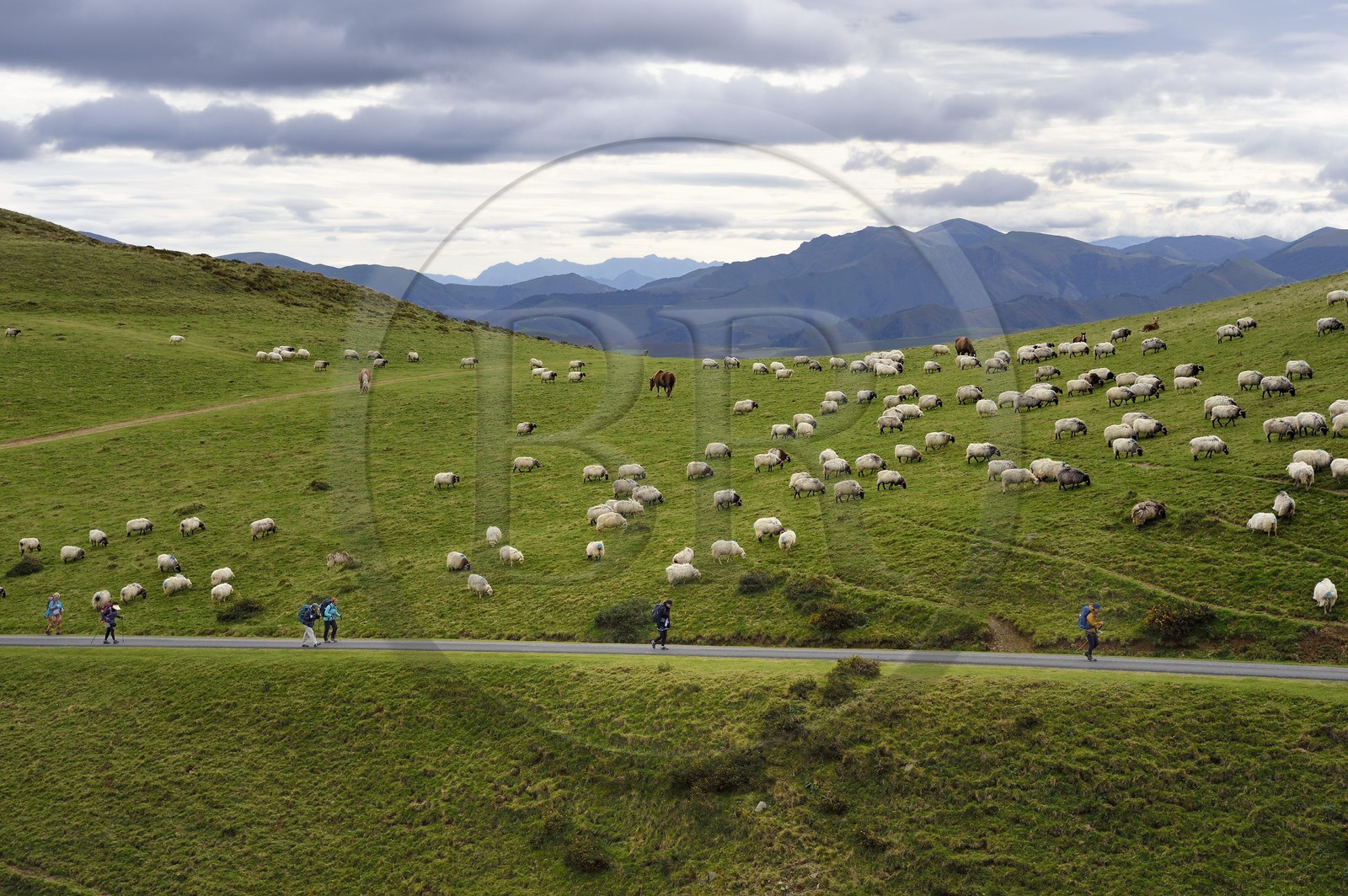 France, Pyrénées-Atlantiques (64), Pays-Basque, chemin de Saint-Jacques de Compostelle sur le GR 65 entre Saint-Jean-Pied-de-Port et Roncevaux, troupeau de brebis manech tête noire en estive