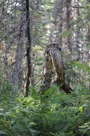 Canada, province du Québec, Côte Nord, Havre-Saint-Pierre, le Parc National Archipel de Mingan dans le golfe du Saint Laurent, forêt boréale