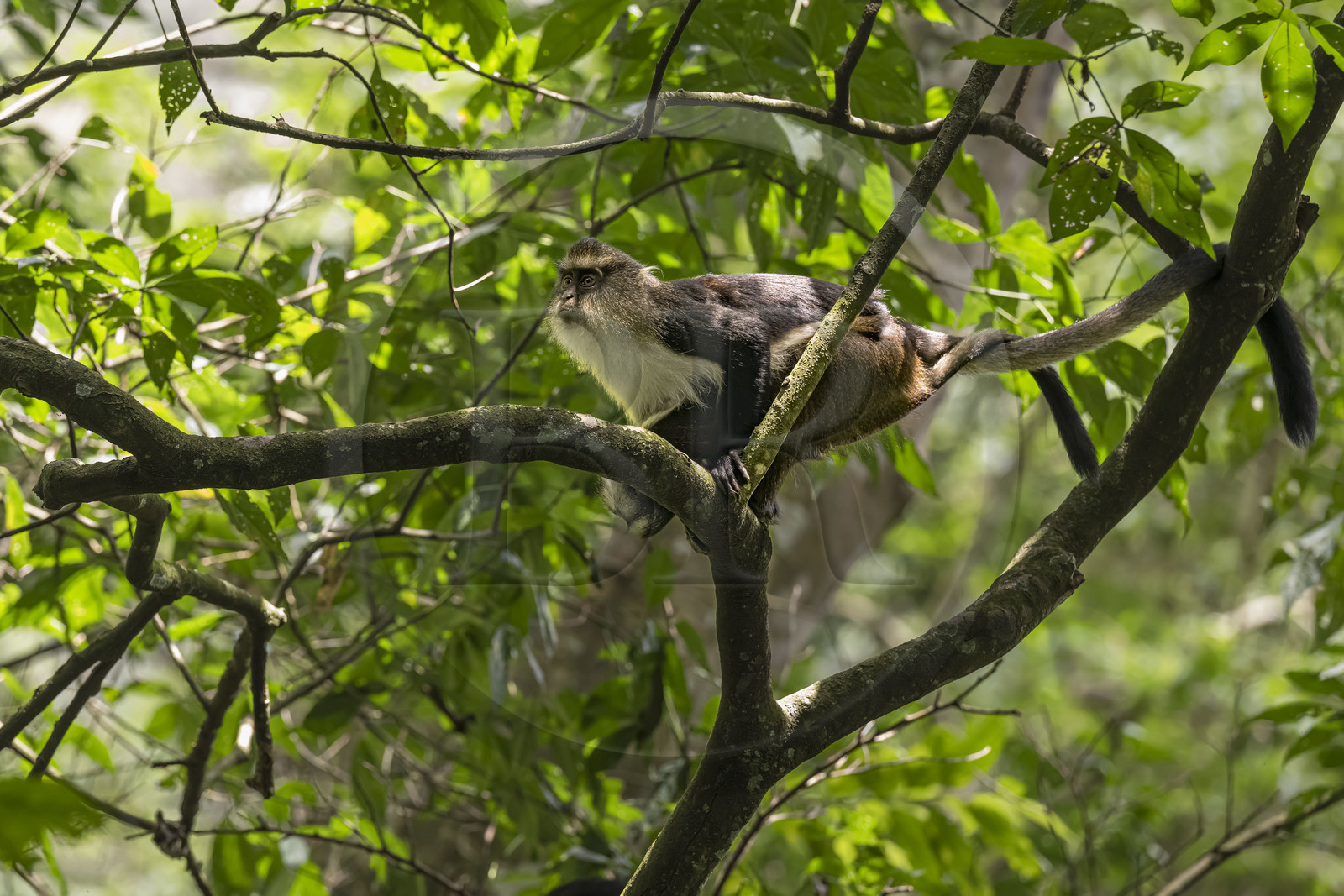 Rwanda, Province de l’Ouest, Nyakabuye, Parc national de Nyungwe, forêt tropicale humide naturelle de Cyamudongo, Cercopithèque de Dent (Cercopithecus denti) femelle avec son petit