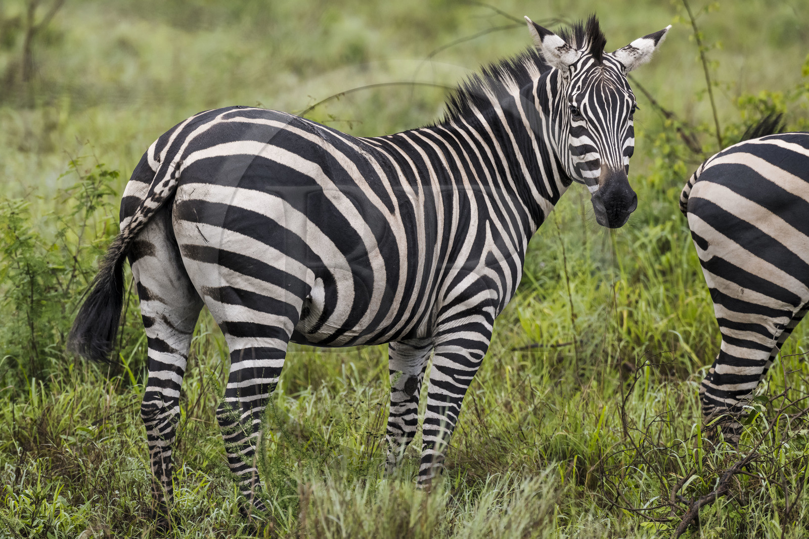 Rwanda, Parc national de l'Akagera, zèbre des plaines (Equus quagga)