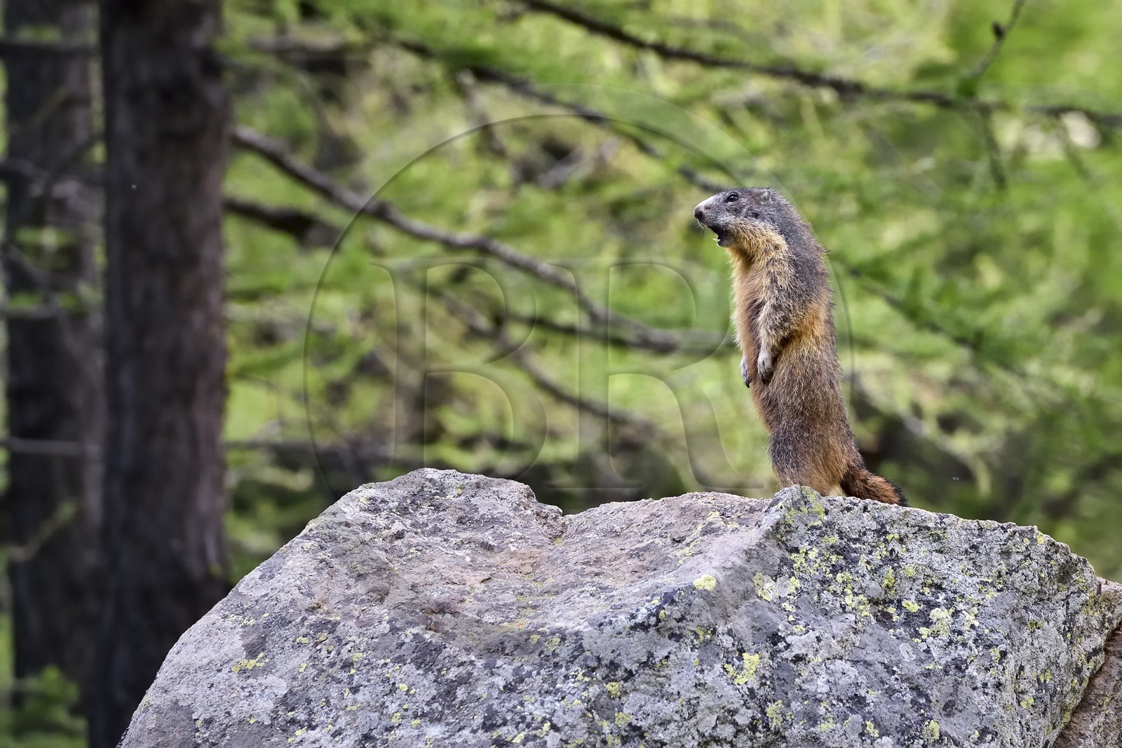 France, Alpes-Maritimes, parc national du Mercantour (Mercantour National Park), Valmasque valley, Marmot (Marmota) known as siffleux in Quebec because when there is a danger, it emits a powerful whistle to alert other marmots that will then take refuge in their burrows