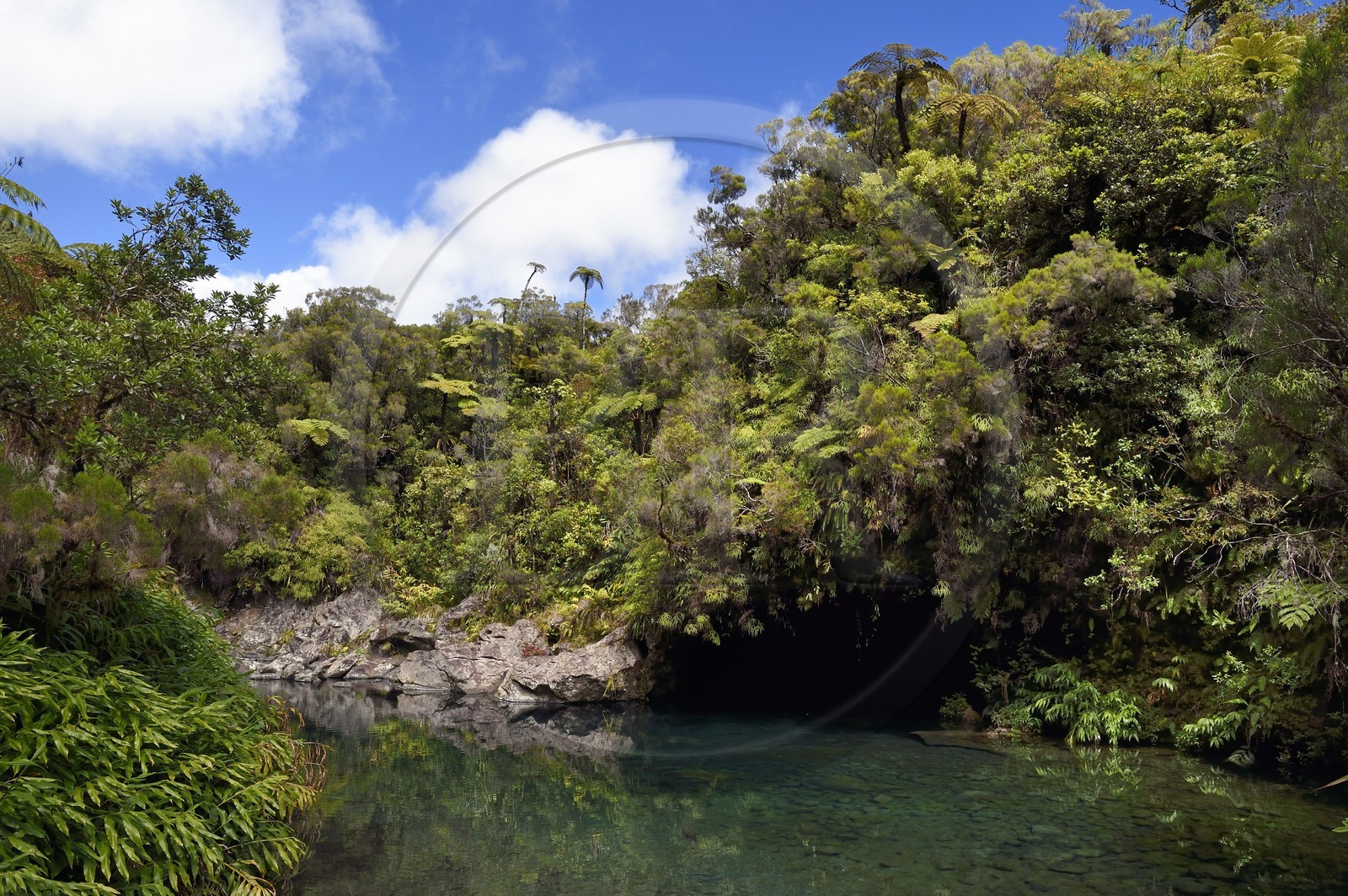 France, Ile de la Reunion, Parc National de la Réunion classé Patrimoine Mondial de l'UNESCO, La Plaine des Palmistes, forêt de Bébour, sentier de randonnée Cassé de Takamaka, Bassin des Hirondelles