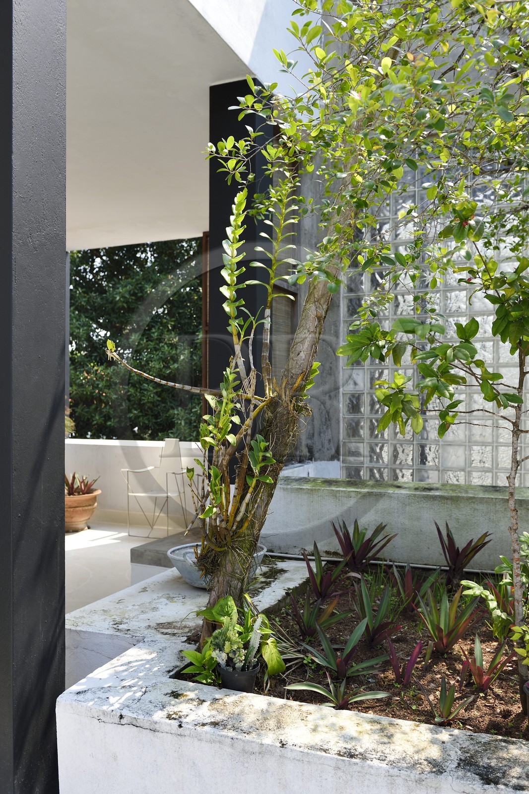 Sri Lanka, province de l'ouest, district de Colombo, Colombo, Lunuganga Estate, maison de l'architecte Geoffrey Bawa, le jardin terrasse