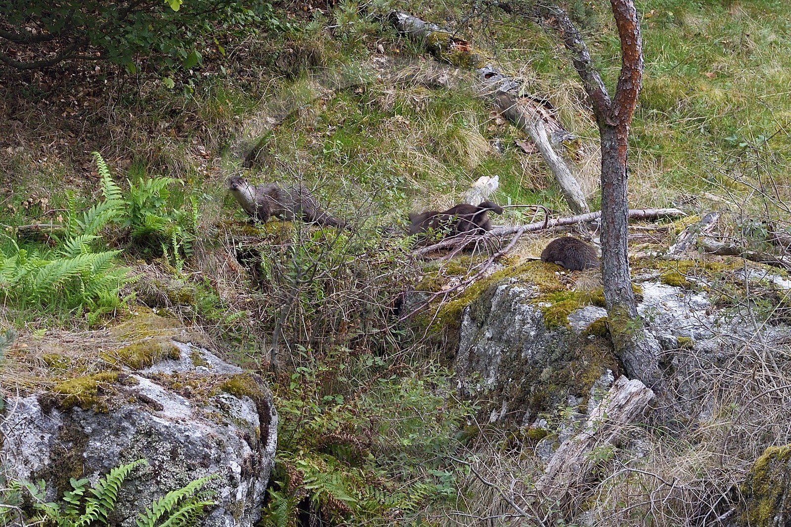France, Lozere (48), Parc naturel régional de l'Aubrac (Aubrac Regional Nature Park), Saint Juery, the gorges of Bes river, European otters (Lutra lutra)
