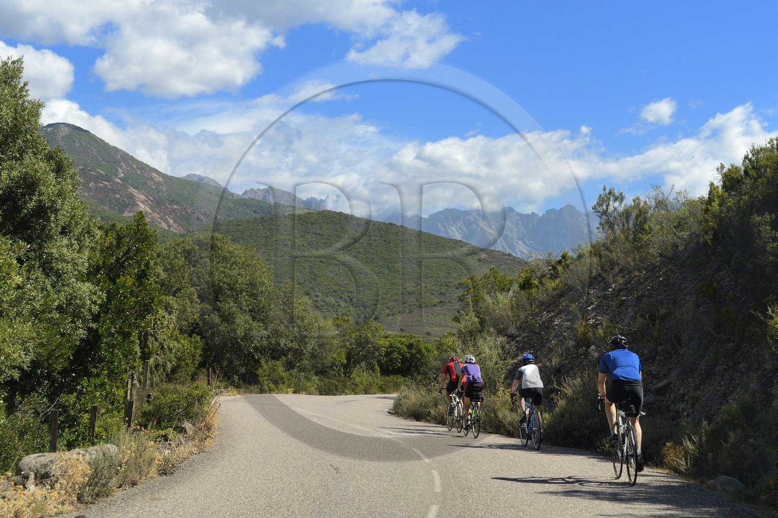 France, Haute Corse, Balagne, cyclists on the road D81 between Galeria and Porto