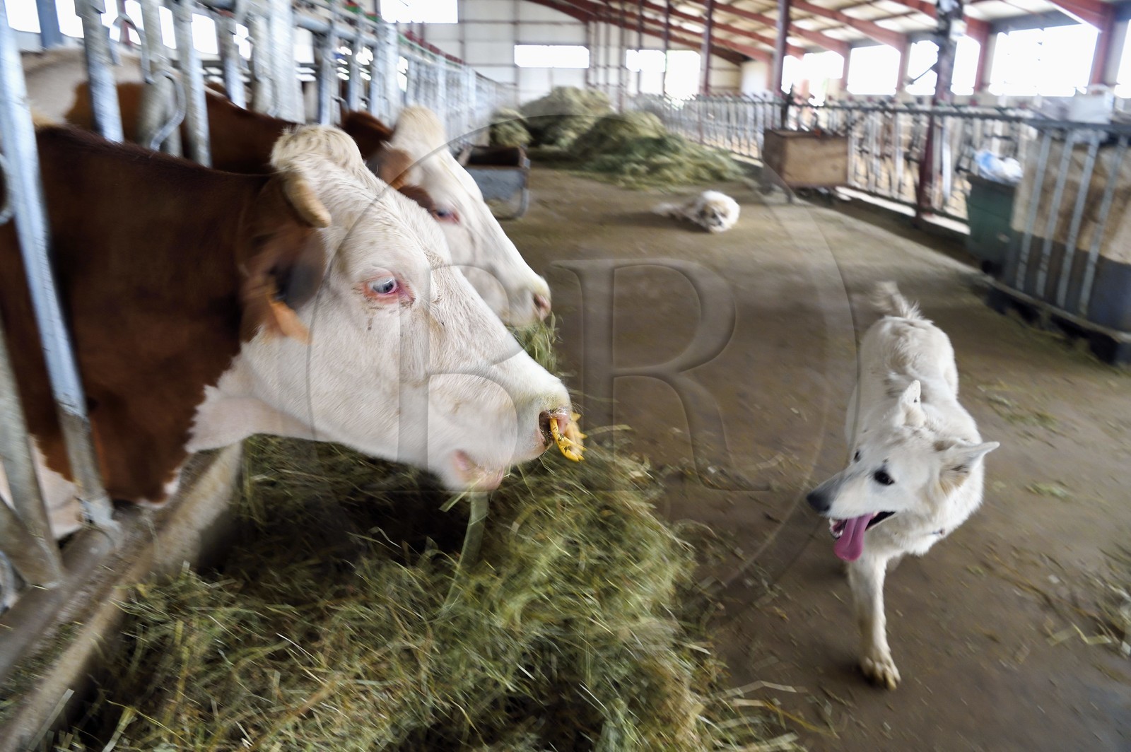 France, Cantal (15), Sainte-Marie, hameau de La Terrisse, élevage de vache laitières de race montbéliarde de la ferme de Cantagrel, les vaches mangent après la traite du soir