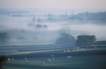 France, Saone et Loire, Mâconnais, a scenery of Chapaize region at early morning