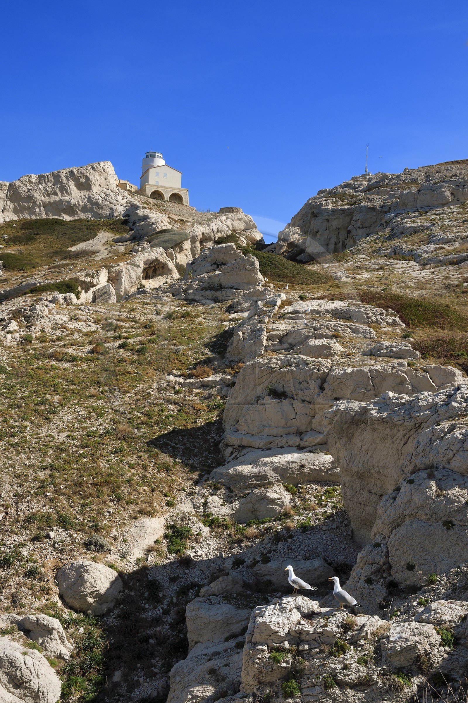 France, Bouches du Rhone, Marseille, Calanques National Park, archipelago of Frioul islands, Pomegues island, the semaphore and yellow-legged gull (Larus michahellis)