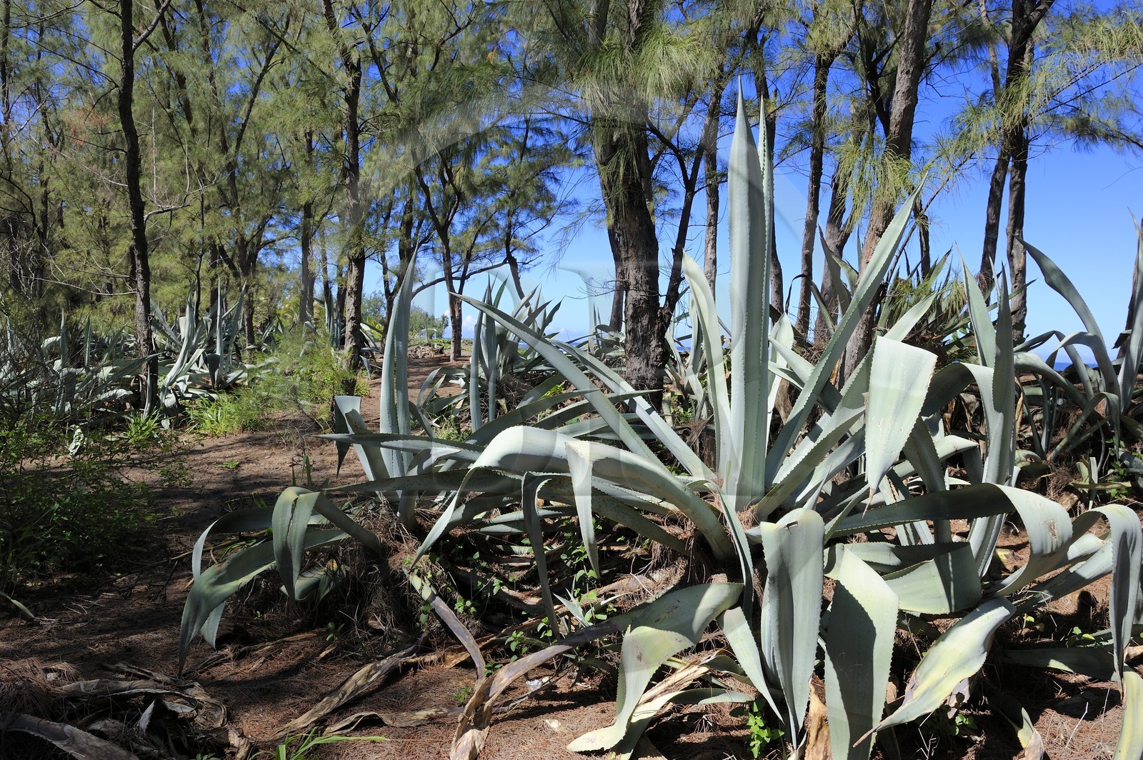 France, Ile de la Reunion, Cote Ouest, Etang-Salé les bains, Chocas bleus (Furcraea foetida) dans la foret de filaos jouxtant la plage