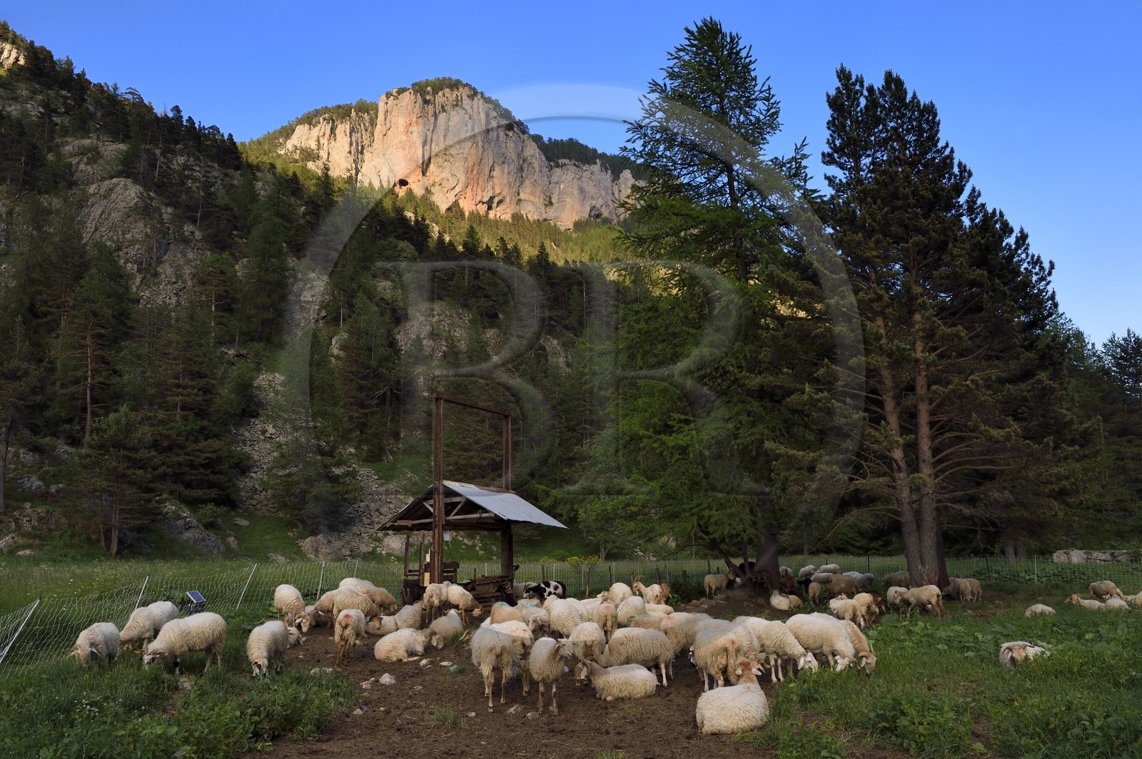 France, Alpes-Maritimes, Roya Valley (Nice hinterland), at the foot of the Mercantour National Park, Tende, Casterino in the Casterine valley, flock of sheep