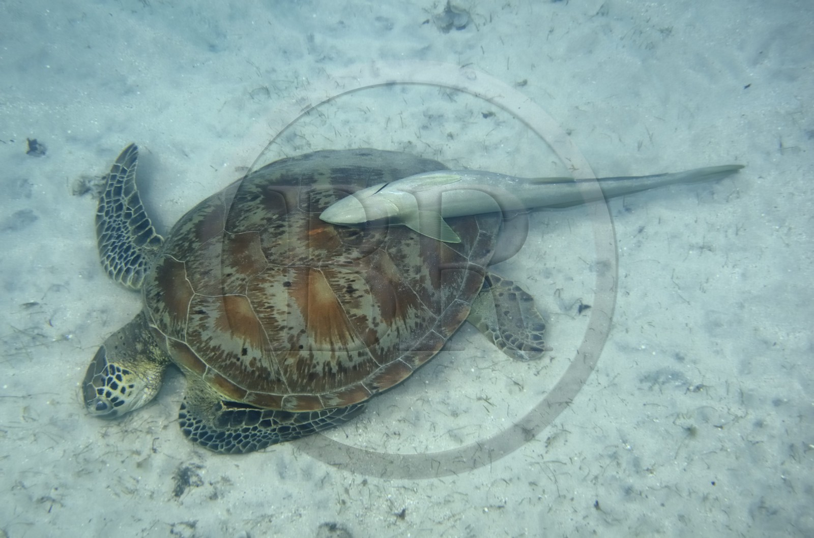 France, Mayotte island (French overseas department), Grande-Terre, Kani-Keli, N’Gouja beach, green sea turtle (Chelonia mydas) and a pilot fish live sharksucker (Echeneis naucrates) hanging on its shell